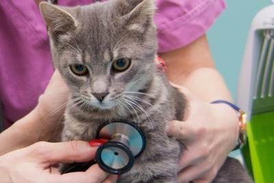 a person holding a cat with a stethoscope