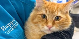 Cat being cuddled by a Happy Paws vet nurse